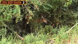 LAST HUNT in Kentucky for Early Season - Surrounded by Deer