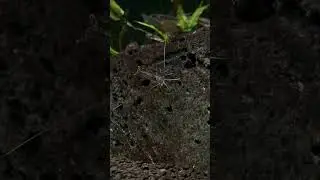 60 Gallon Cube Aquarium