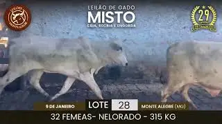 Lote: 28