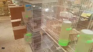 OPALINE LOVEBIRDS BREEDING ROOM🐤🐤🐤🐤 (Criadero de Agapornis)
