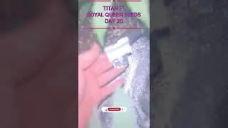 Titan f1 royal queen seeds day 30 update🫣👀 #royalqueenshorts #autofarming #cannabiseducation