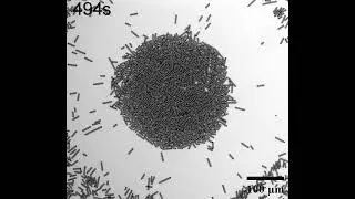 Motion of rod-like particles by light-driven diffusioosmotic flow