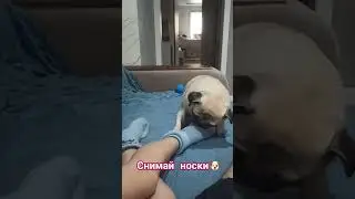 #собака #мопс #забавные #животные