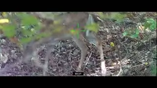 Crossbow +ATN X-Sight 4K Pro Whitetail