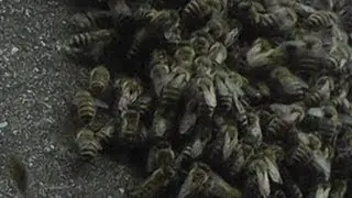 🐝 Honey bee swarm - Real Japan Monsters