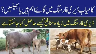 Buffaloes VS Cows | which one is more beneficial for dairy farming