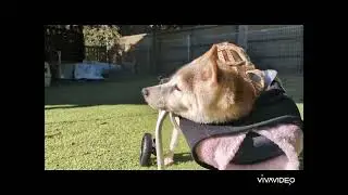 まったりイチちゃん　柴犬介護