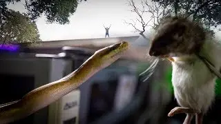 SNAKE ENERGY