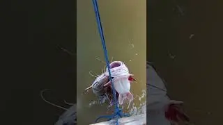 mancing kedukang babon