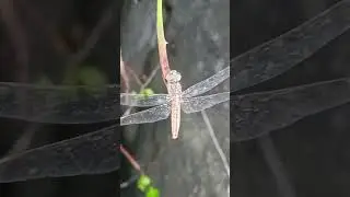 Brown color dragonfly. Brown dragonfly | Brown dragonfly on plant. Part - 6 | Dragonfly | #shorts