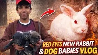 RED EYES NEW RABBIT 🐰😱 | Cute Dog Babies First Time Vlog 🐶❤️