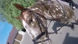 One Day Horse Life