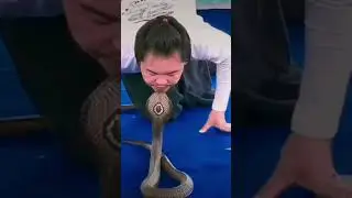 Cobra part2 🐍The kiss -subscribe for more videos.   #snake #crazy  #showtime #kiss 🫣🤣