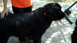 Dallas dog training | Meet the Newfoundlands | Redeeming Dogs - dog training | Tod McVicker