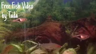 1 Minute Free Fish Video