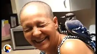 Blue Jay Bird Visits Rescuers Every Single Day | The Dodo