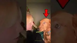 Ever thinking about getting a Golden Retriever? 🤭 #shorts #dog