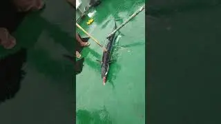 Surmai Fish