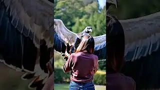 When a Wild Bird Trusts You - The Most Beautiful Encounter #reels #wildlife #romanticact