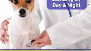 Animal Emergency Clinic, Saint Petersburg, FL