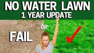 NO WATER LAWN- 1 Year Later Update