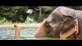 Elephant Conservation (Phuket)