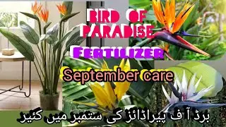 Bird of paradise crane plant care in September/heliconia fertilizer//Grow green 445