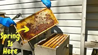 Moving a 5 Frame Nuc to a 10 Frame Deep | Spring Hive Management | Beekeeping 2021