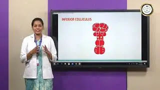 AUDITORY PATHWAY - Ms Preetha Wilma Dawson