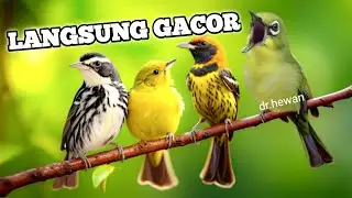 Mental Juara, Pancing Master Kecial Kuning Ciak Ciak Joss,Burung Tambah Gacor,Pancingan Burung