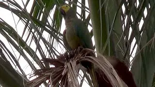 RED-BELLIED MACAW sounds (ORTHOPSITTACA MANILATUS), MARACANÃ-DO-BURITI, ARARARANA.