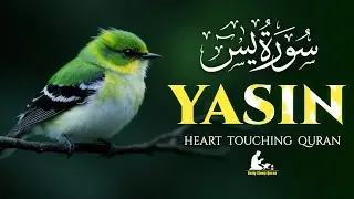 Surah Yaseen (سورة يس) | Soothing & Beautiful Recitation for Inner Peace | Daily Sleep Quran