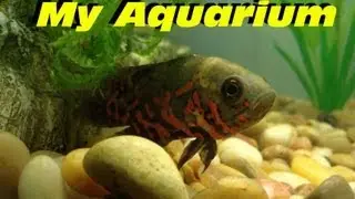 My Oceanic 30 Gallon Long Fish Aquarium