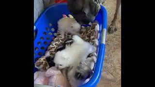 Pom puppies socializing with our mastiff at candicoloredpoms.com