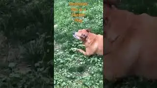 Dogs&rsquo; birthday revealed