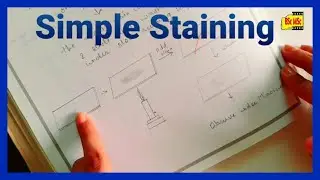 Simple Staining