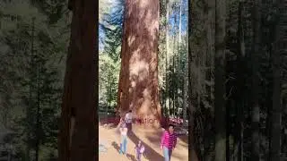 #vacation2022 #sequoianationalpark
