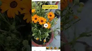 Dimorphotheca flower plant