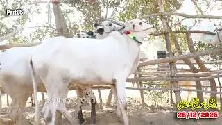 Today Domail Mandi Fatehjang Rate’s update26/Dec.2025-Part05Sunny Video Fateh Jang Cow Mandi 2025