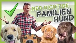 Die 5 besten Familienhunde (den richtigen Hund finden)