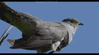 Il canto del cuculo - (Cuculus canorus) Parco Delta del po