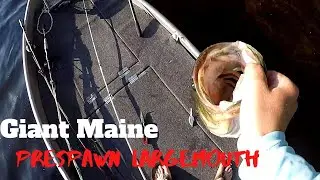 How to Catch GIANT Prespawn Largemouth Bass Up North