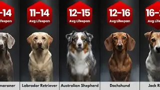 Dog Breeds Lifespan Ranked &ndash; From Shortest to Longest Living