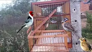 Captura de p&aacute;ssaros