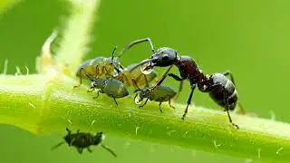 La coop&eacute;ration ou mutualisme
