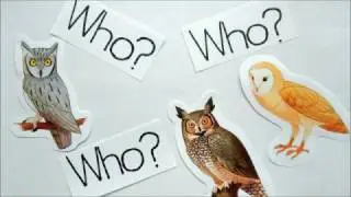 Meet our popular kit: Dissecting the Food Web: An Owl Pellet Investigation