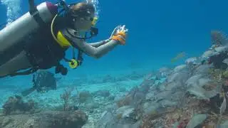 NFT video booking test 02 - Scuba Diving