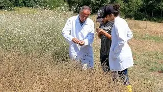 BAİBÜ’nün Pelemir Projesi, Jet Yakıtı ve Biyodizel Üretiminde Kullanılarak Ülkeye Katkı Sağlayacak