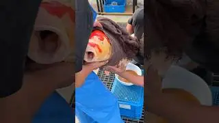How to breed Expensive Japanese Koi Fish! 😲 #koi #koifish #japanesekoi #shorts
