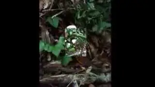 la pousse d un c&egrave;pe